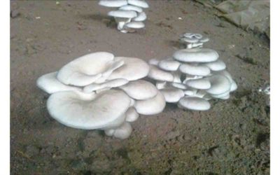 Mushroom Demonstration